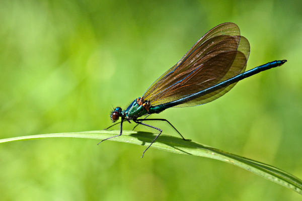 Caloptéryx vierge (Calopteryx virgo) © Jean-Jacques Carlier